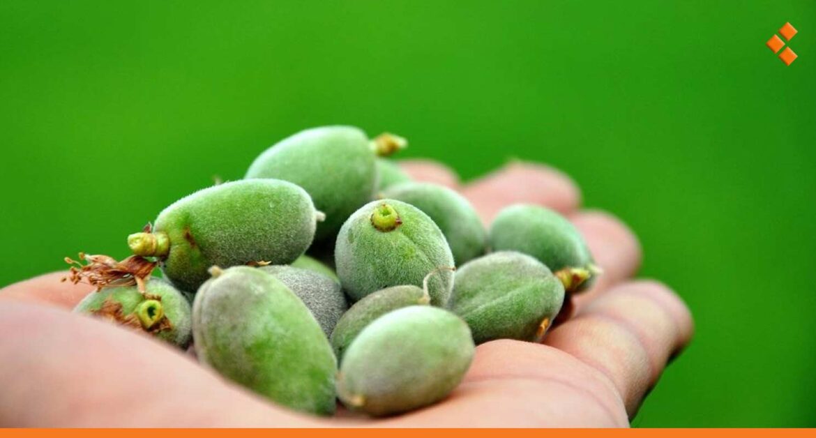 انخفاض ملحوظ بسعر اللوز الأخضر "العوجا" مقارنة بالعام الماضي!