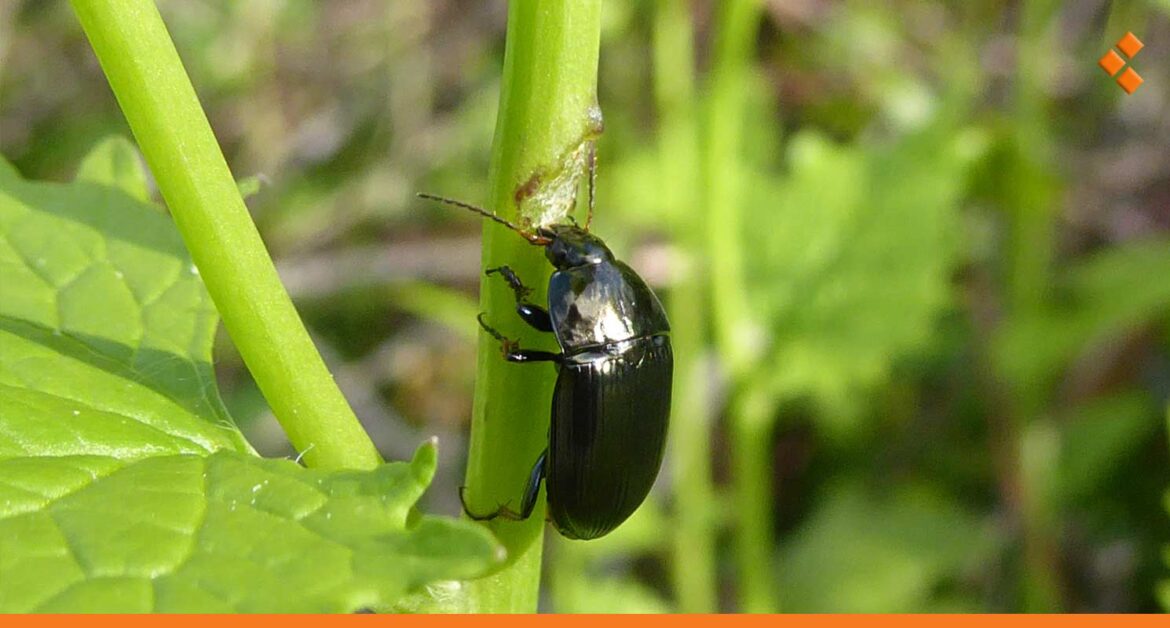 التغيرات المناخية في سوريا تؤخر ظهور الخنافس السوداء.. هل نواجه اضطراب بيئي؟