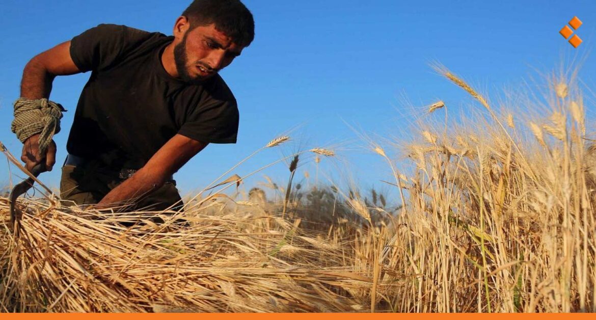 قرار بصرف ثمن القمح للفلاح مباشرة وتوقعات بإنتاج أقل هذا العام