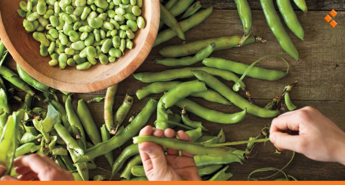 مع بداية موسمهما.. تفاوت بأسعار الفول والبازلاء بين سوق الهال وباعة المفرق