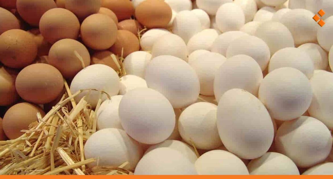 سوريا.. إقبال كبير على شراء البيض بعد تراجع سعره