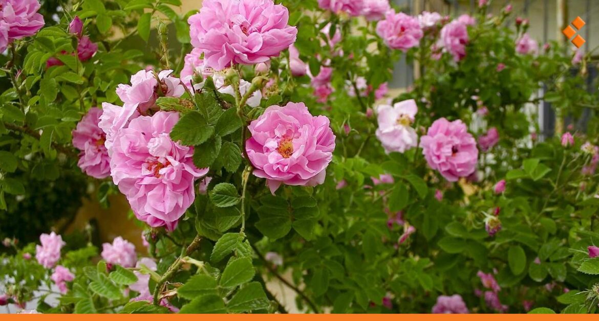 قلة الأمطار تؤثر سلباً على الورد الشامية.. الزراعة تتخذ إجراءات للحفاظ عليها