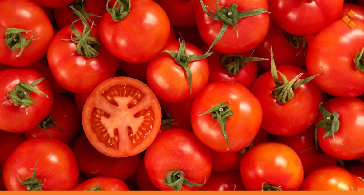 الكيلو بـ 12 ألف.. بندورة التصدير تشهد ارتفاعاً ملحوظاً بأسعارها