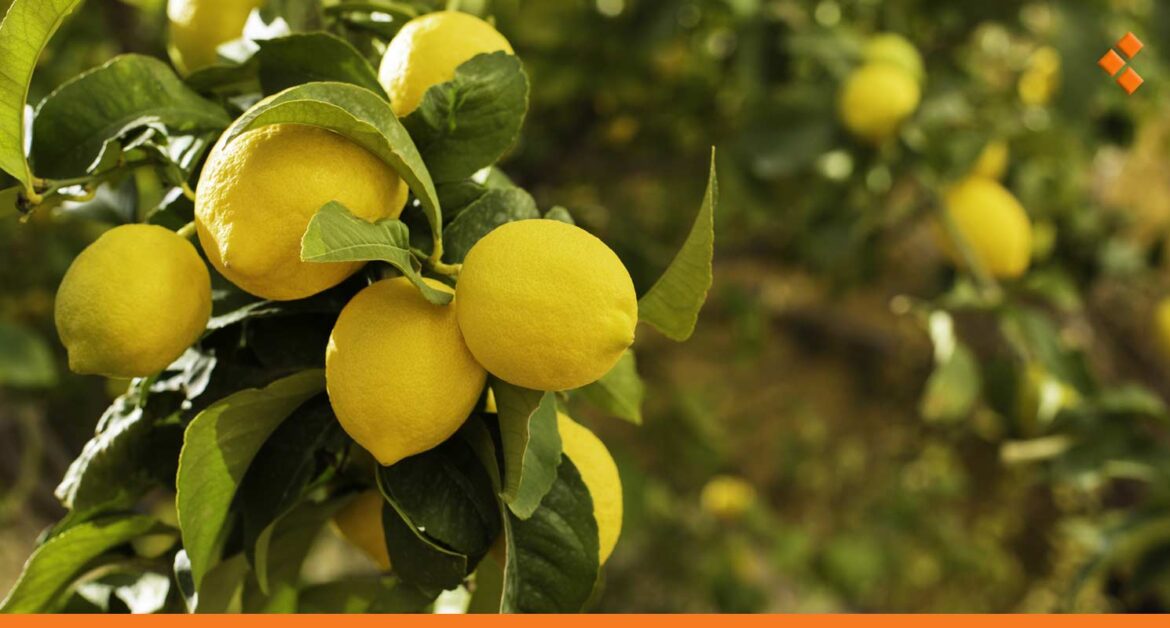 الليمون بـ 14 ألف ل.س.. التصدير يرفع أسعار الحمضيات في سوريا