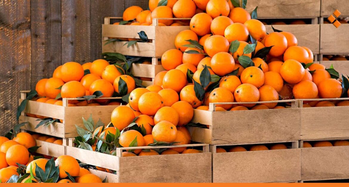 إنتاج الحمضيات في سوريا لعام 2025 "يتجاوز التوقعات".. كم يبلغ؟