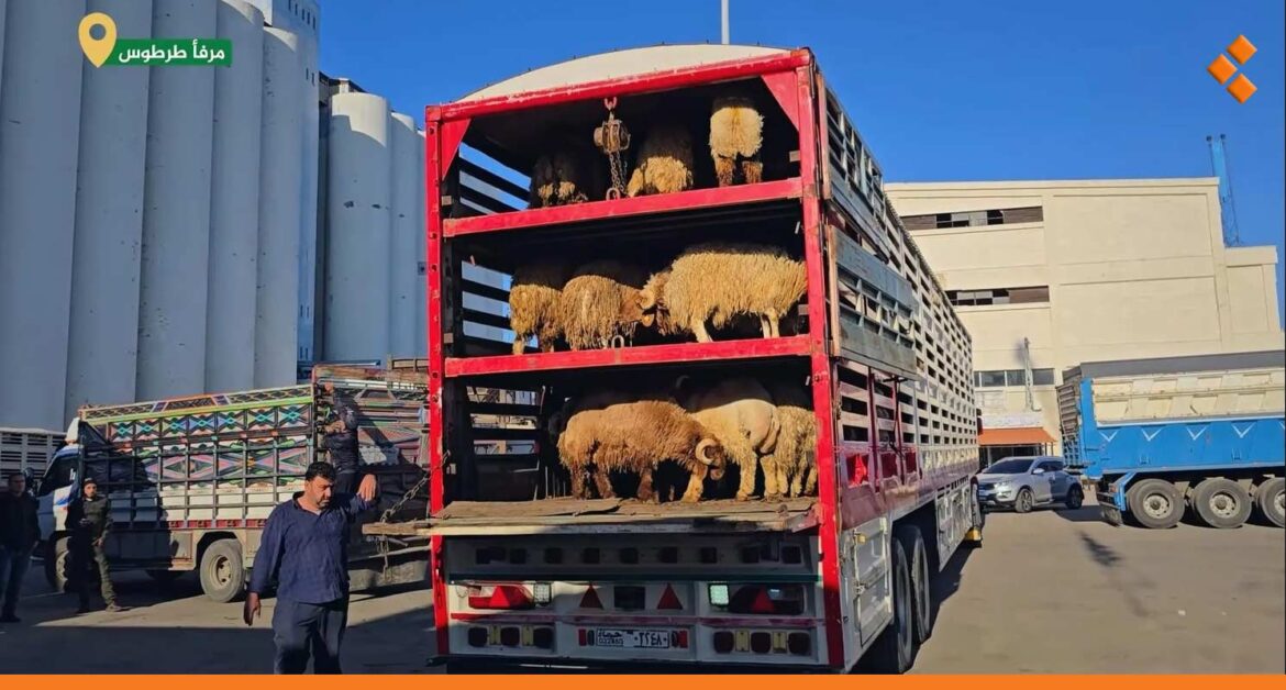تصدير الباخرة الثانية عشر من المواشي عبر مرفأ طرطوس