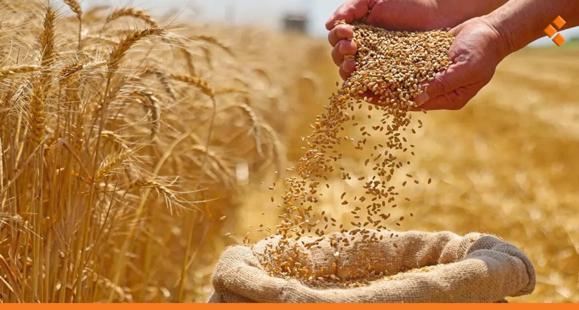 منظمة "فاو": الجفاف في سوريا قد يؤدي لفشل 75 % من محصول القمح