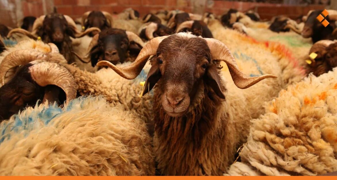 منح 250 رخصة لأضاحي العيد.. ما سعر الأضحية هذا العام؟