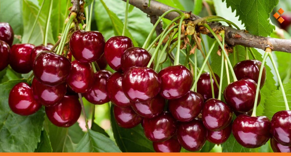 ارتفاع ملحوظ بسعر الكرز في أسواق دمشق.. ما الأسباب؟