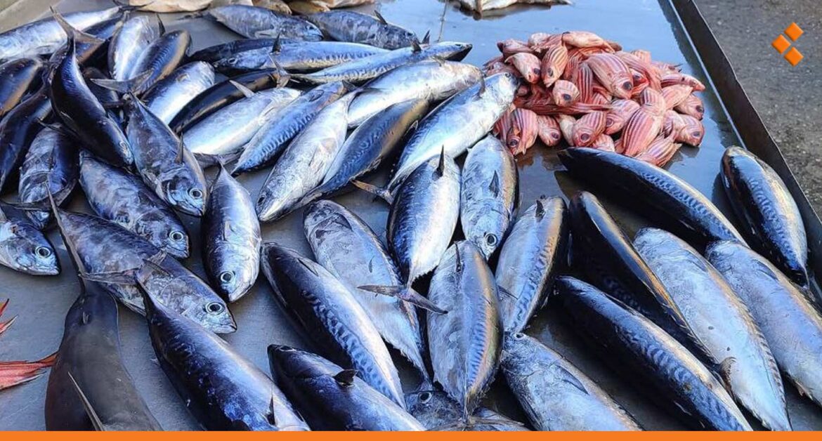298 نوع سمك في سوريا وحصة الفرد لا تتجاوز 1 كغ سنوياً فقط!