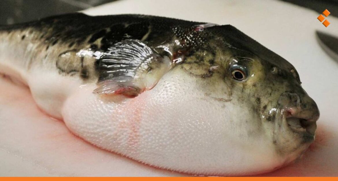 اللاذقية.. وفاة طفل نتيجة التسمم بـ"سمكة البالون"