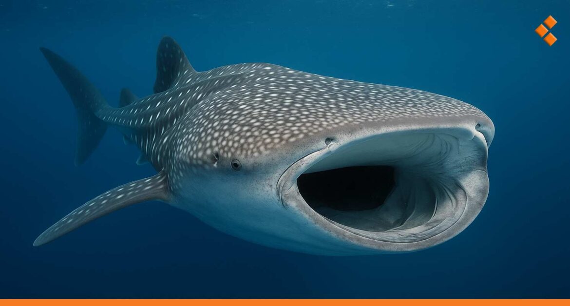 بالفيديو.. ظهور "قرش الحوت" بين جبلة واللاذقية لأول مرة منذ سنوات